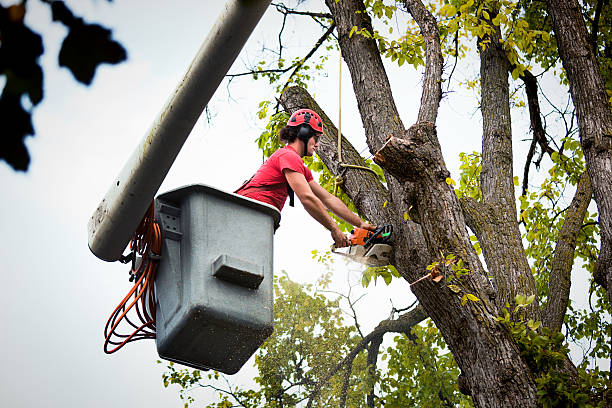  Brooklyn, NY Tree Services Pros